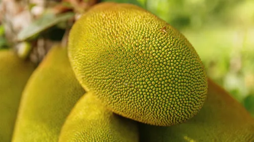 ചക്ക പ്രദർശനം ശ്രദ്ധപിടിച്ചുപറ്റി