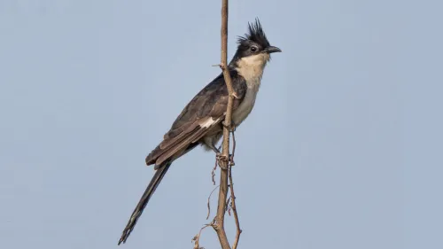 നടുവണ്ണൂരിലെ പക്ഷി സർവേ