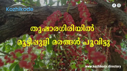 തുഷാരഗിരി വിളിക്കുന്നു; മൂട്ടിപ്പുളി മരങ്ങൾ പൂവിട്ടു