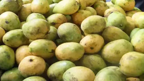 കാ​ലി​ക്ക​റ്റ്‌ അ​ഗ്രി ഹോ​ർ​ട്ടി​ക​ൾ​ച​റ​ൽ സൊ​സൈ​റ്റി​യു​ടെ മാ​മ്പ​ഴ​പ്ര​ദ​ർ​ശ​നം ഗാ​ന്ധി പാ​ർ​ക്കി​ൽ 